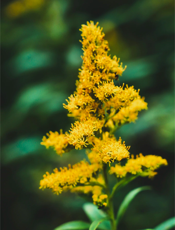 Goldenrod Tincture