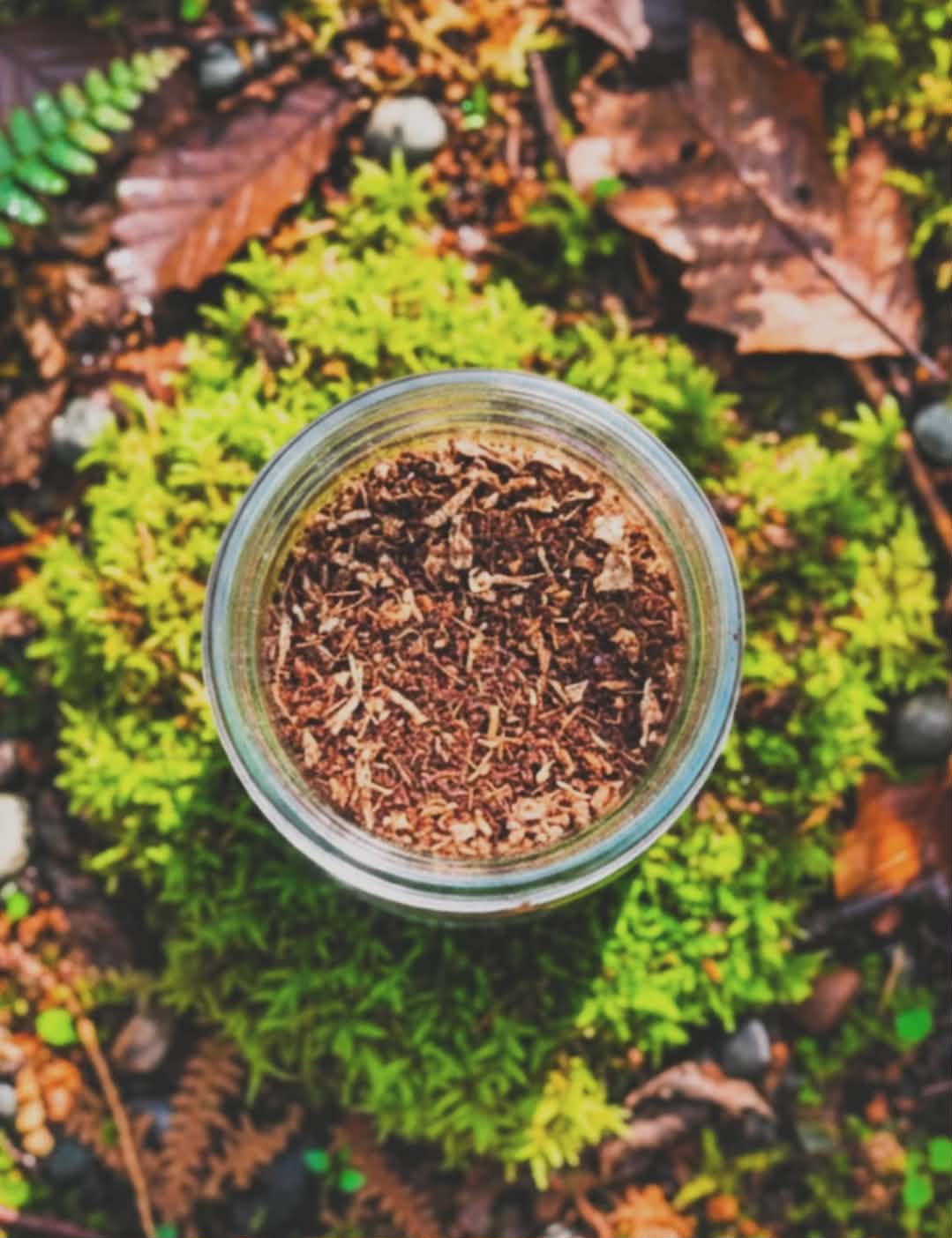 Rise & Shine | Mushroom Coffee