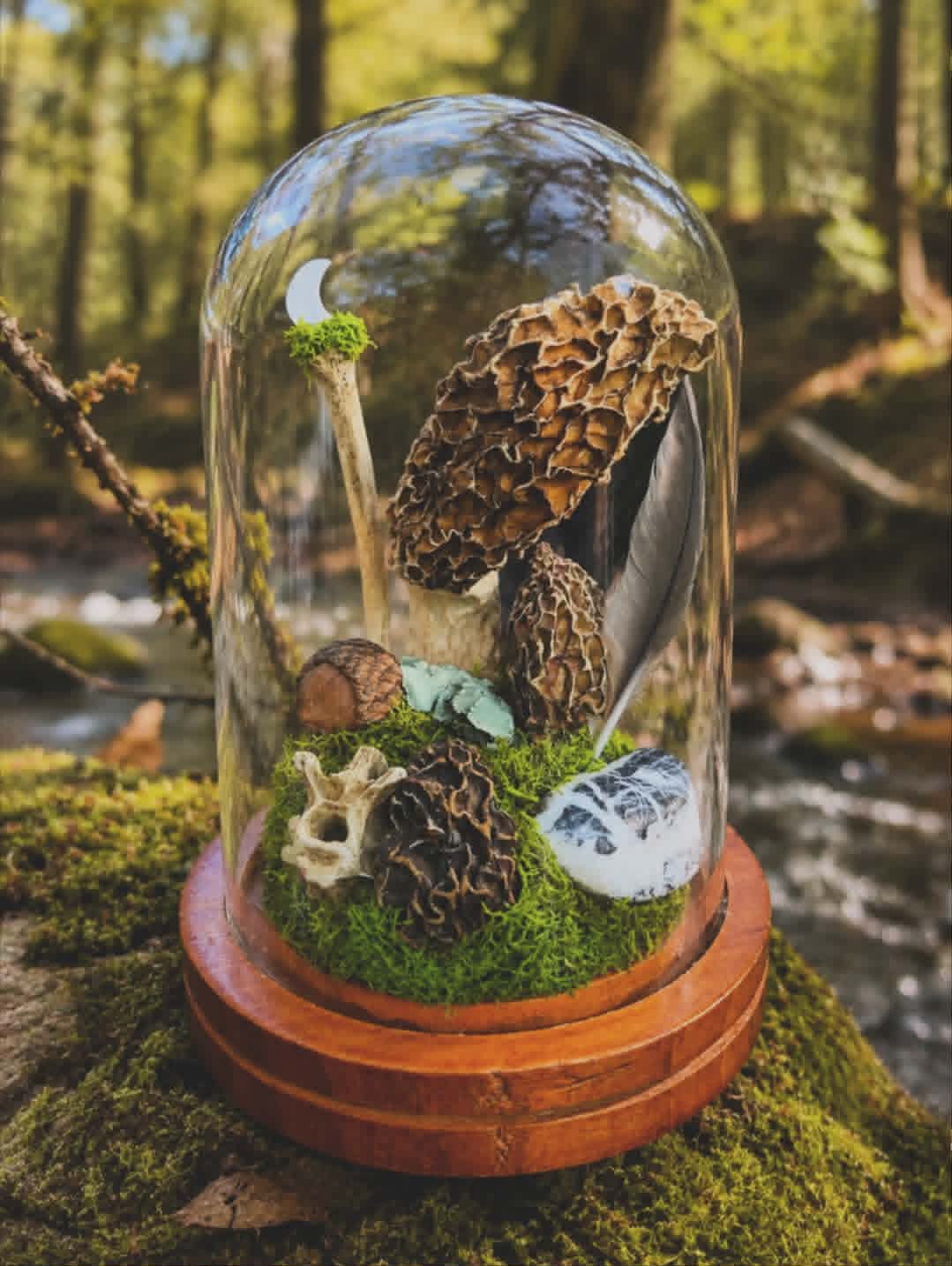 Morel Magic Terrarium