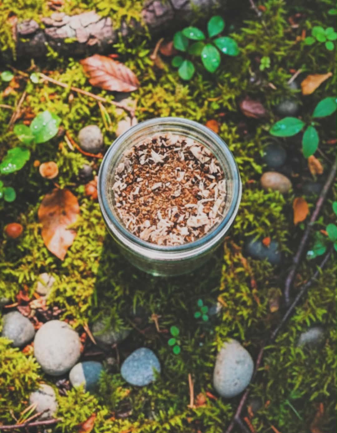 Forager's Brew | Mushroom Chicory Root Coffee (Caffeine Free)
