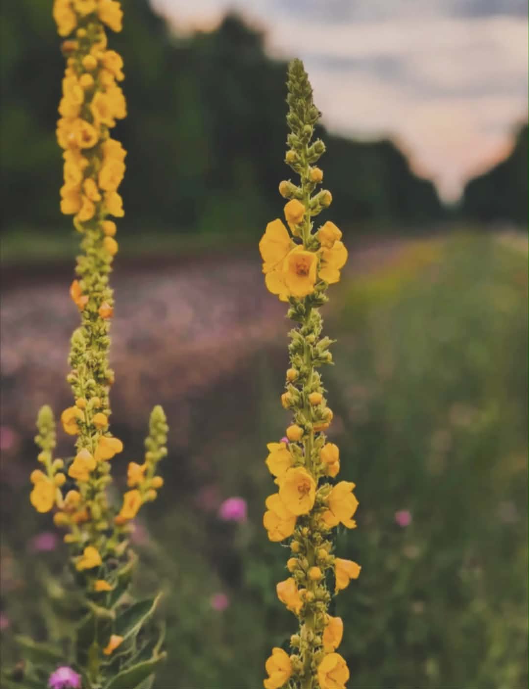 Mullein Tincture