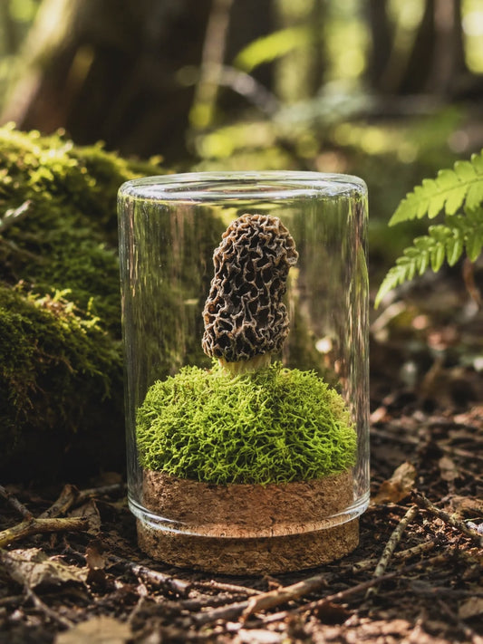 Mini Morel Terrarium #3