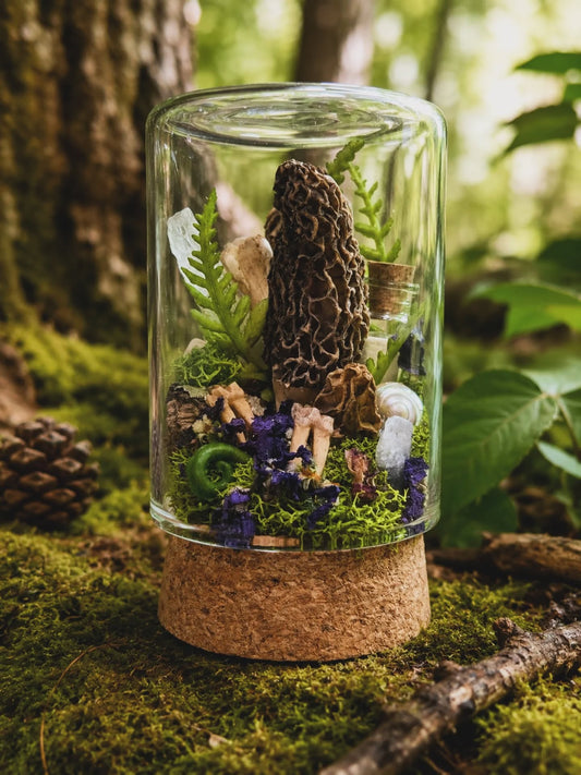 Mini Morel Terrariums #1