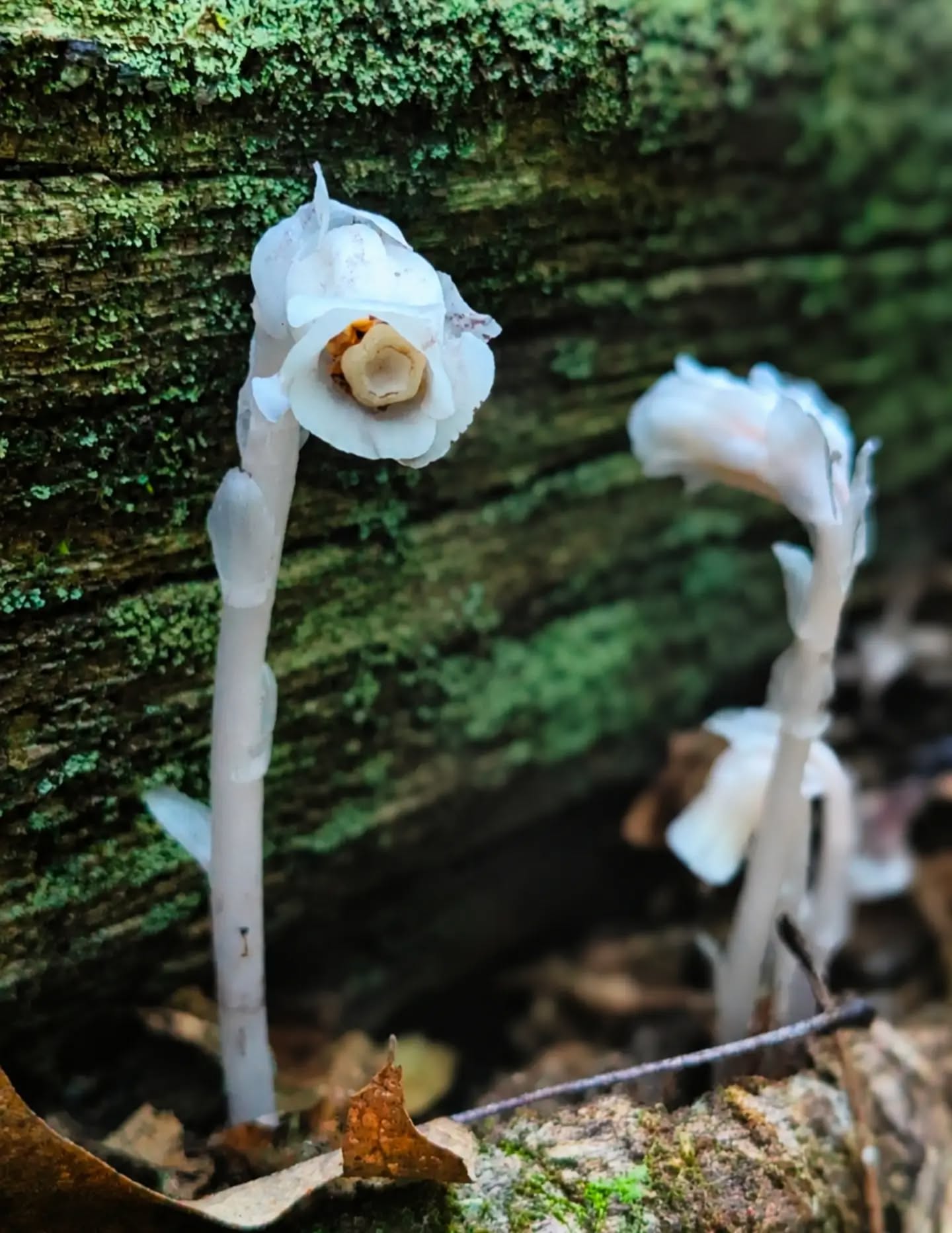 Ghost Pipe Tincture | PRE-ORDER