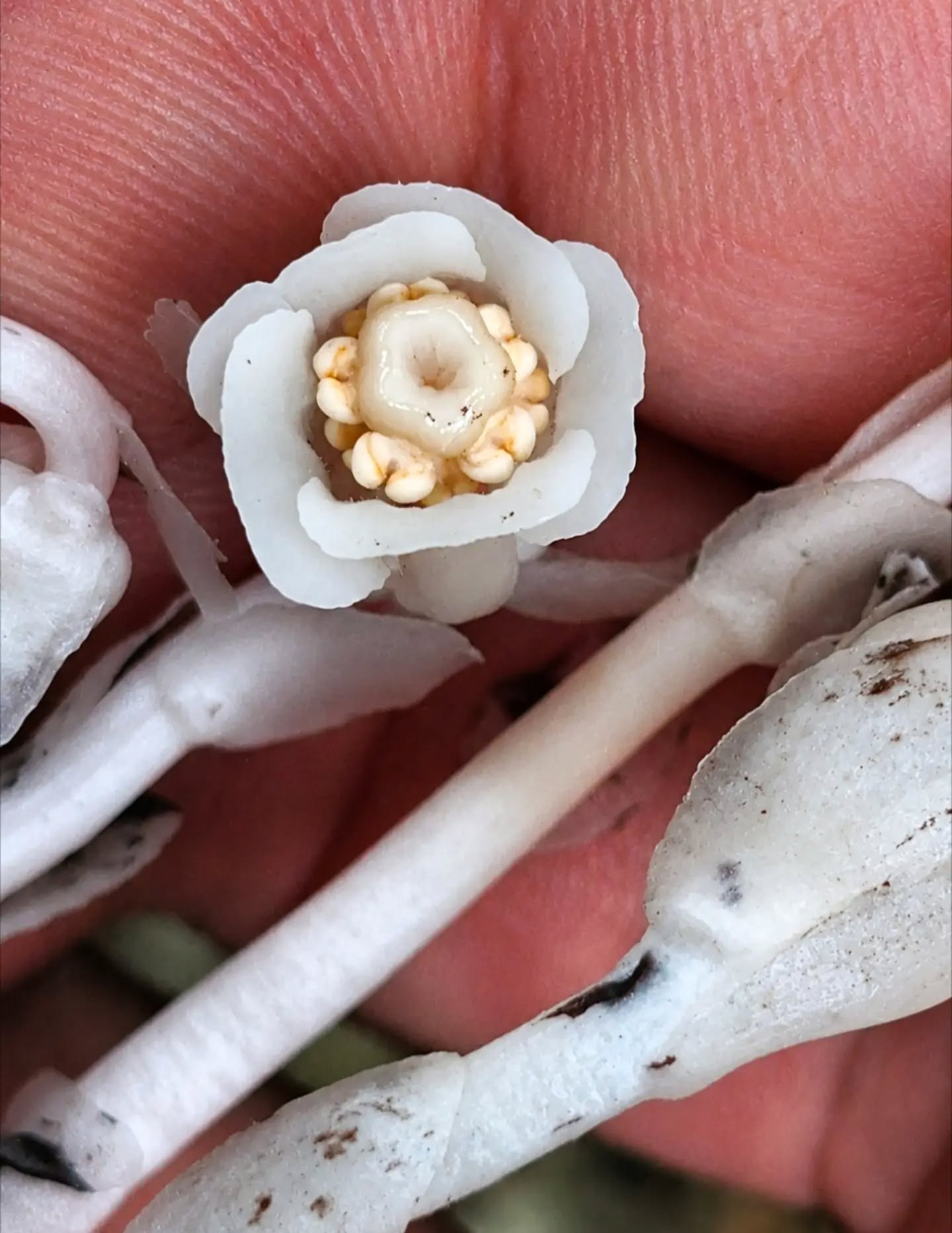 Ghost Pipe Tincture | PRE-ORDER