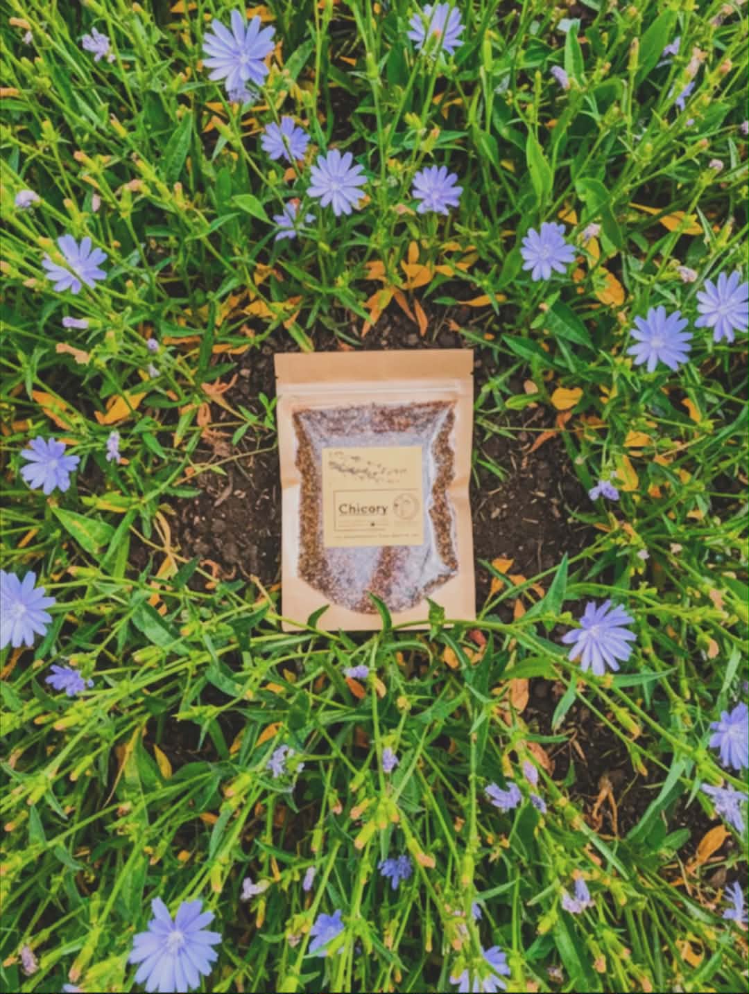 Chicory Root