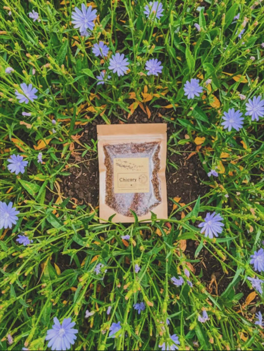 Chicory Root