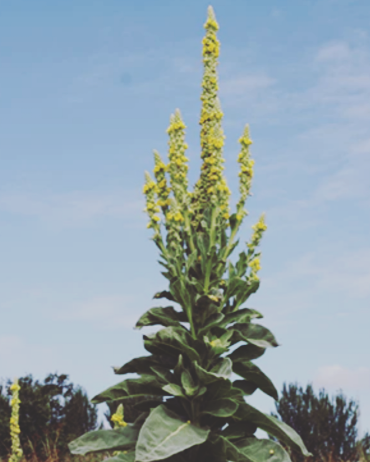 Mullein