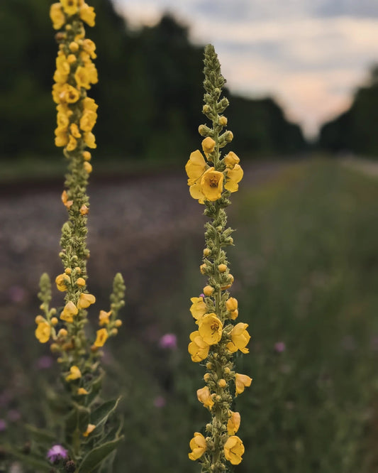 Mullein